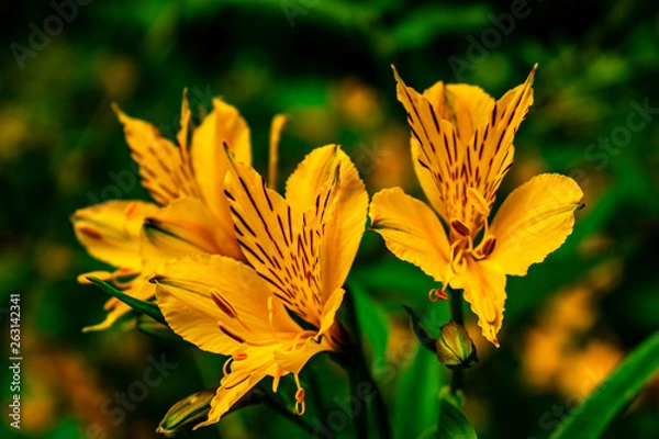 Obraz amancay Alstroemeria aurea  flower