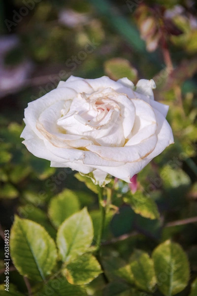 Fototapeta pink rose