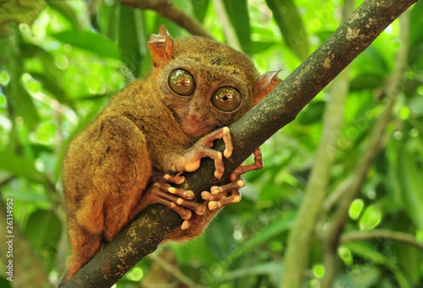 Obraz Tarsier