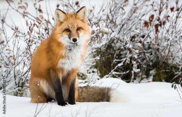 Obraz Red fox in the wild