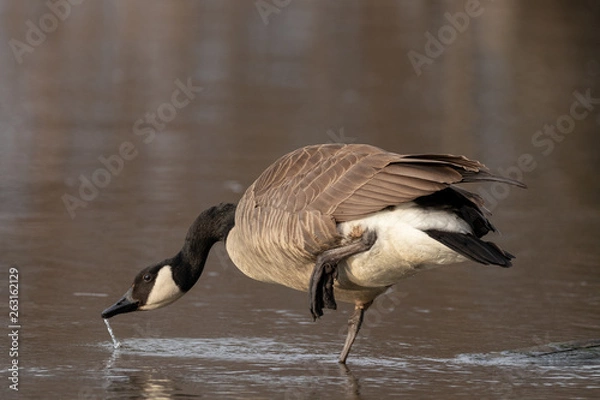 Obraz Canada Goose drinking water