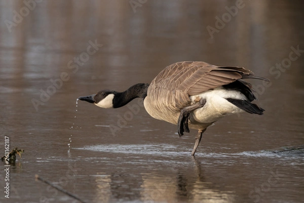 Obraz Canada Goose Drinking