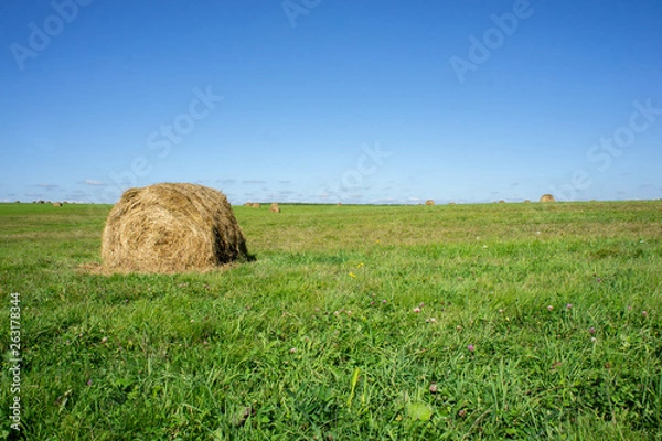 Fototapeta Hay field with large round bales. Environmentally friendly production.