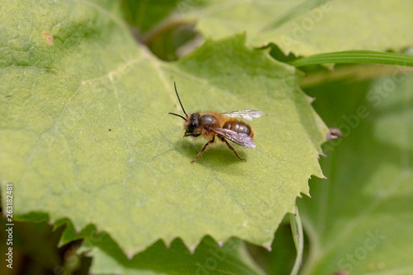 Obraz ニッポンヒゲナガハナバチ雌