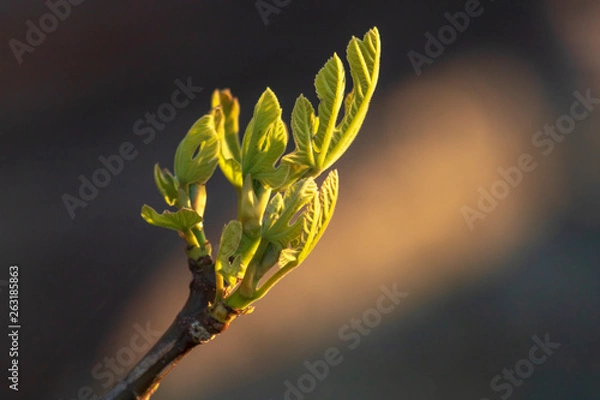 Fototapeta Figs leaves with veins macro close up. Young shoot of plant growth in fruits orchard. Part of plant of fig tree with  leafs