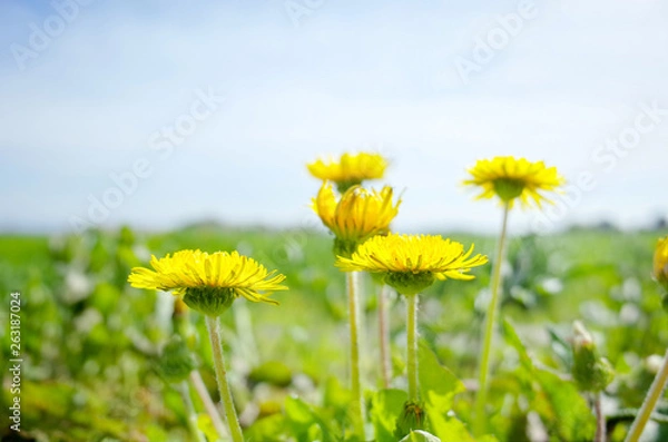 Obraz 晴れた日のたんぽぽの花