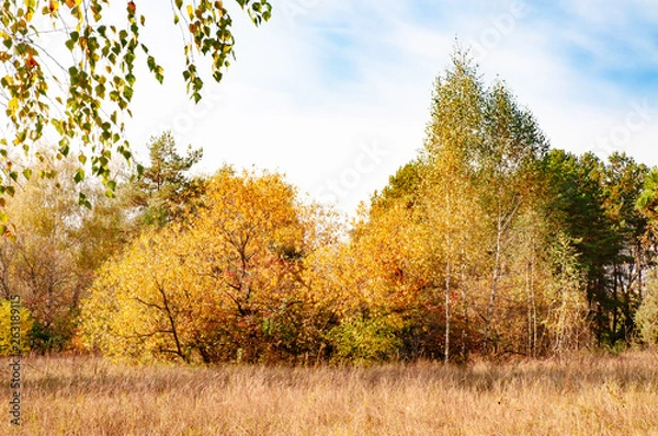 Fototapeta A view of the woods with various colorful trees illuminated by the warm sun in autumn. Kiev, Ukraine