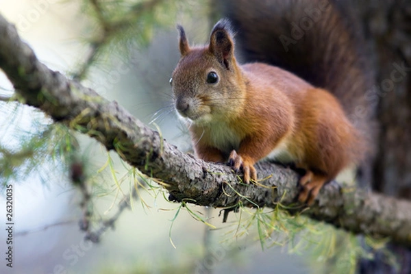 Obraz Squirrel on branch-portrait