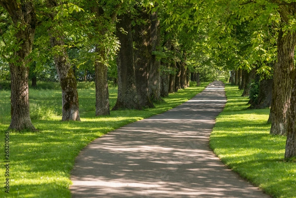 Fototapeta Baum Alee 