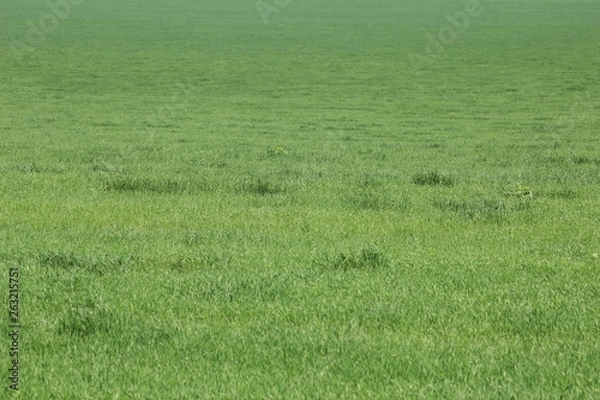 Obraz Green meadows and pasture.