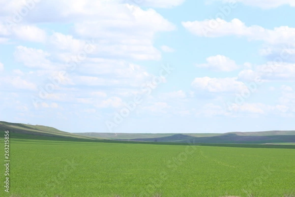 Obraz Green meadows and pasture.