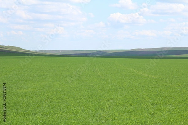 Obraz Green meadows and pasture.