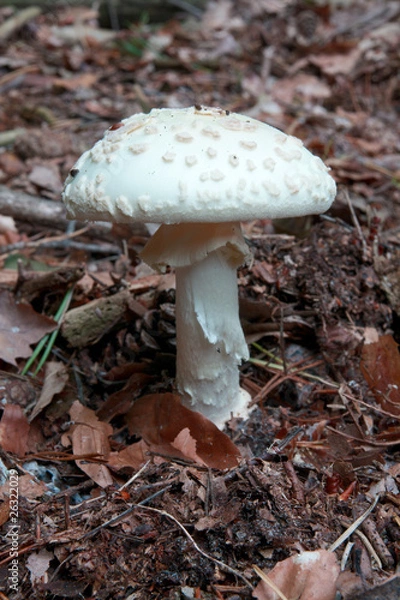 Obraz Grüner Knollenblätterpilz