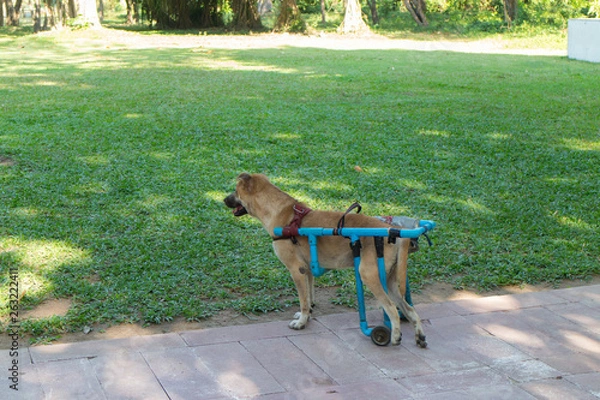 Fototapeta the standing  disabled dog with support equipment
