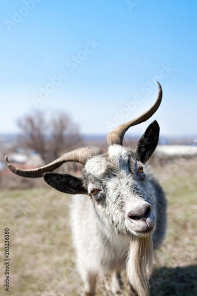 Obraz Curious goat