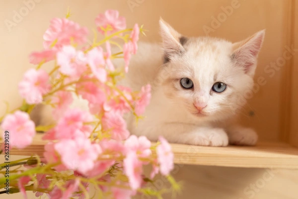 Obraz cat