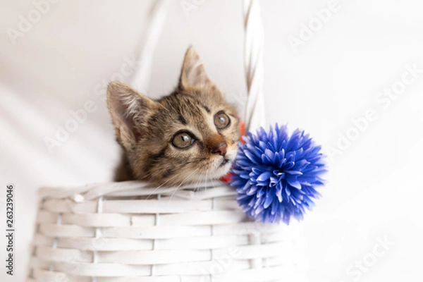 Obraz cat