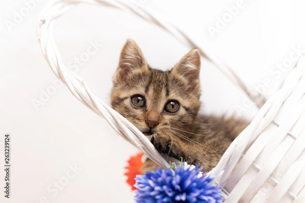 Obraz cat
