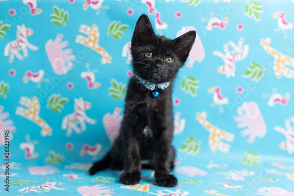 Obraz cat