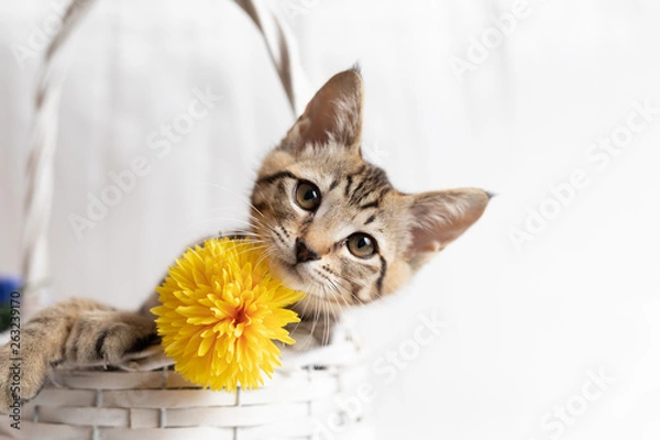 Obraz cat
