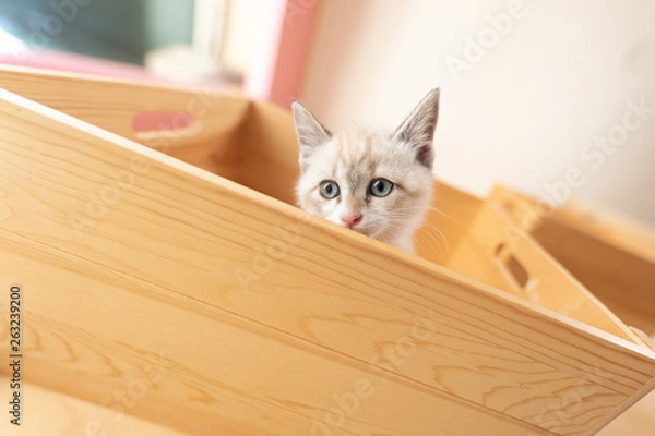 Obraz cat