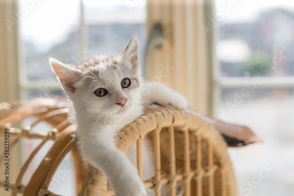 Obraz cat