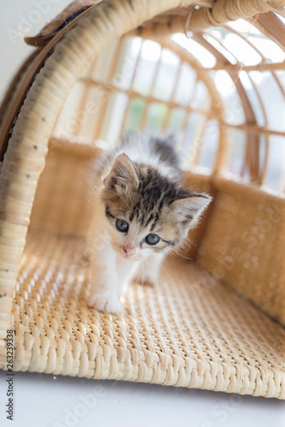 Obraz cat
