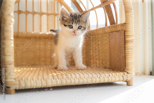 Obraz cat