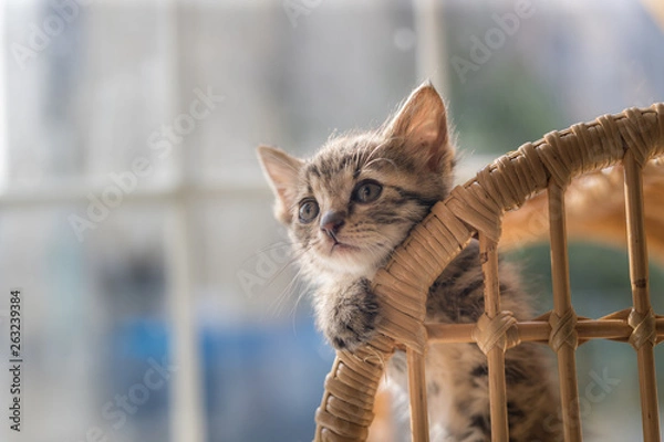 Obraz cat