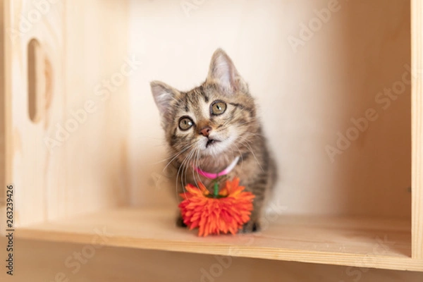 Obraz cat