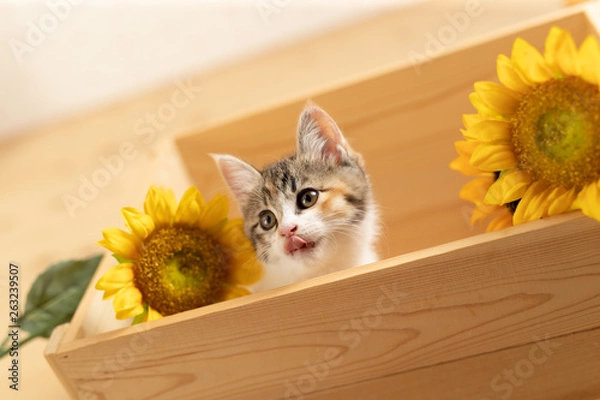 Obraz cat
