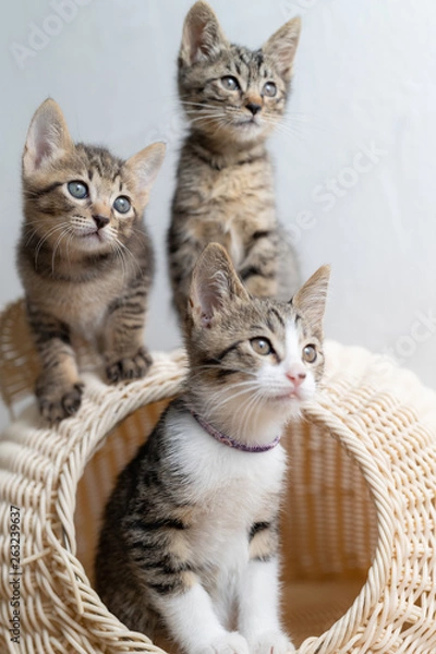 Obraz cat