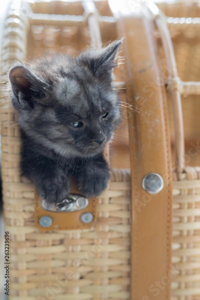 Obraz cat