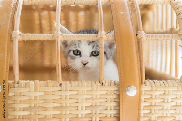 Obraz cat