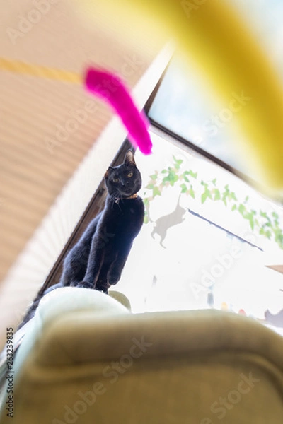 Obraz cat
