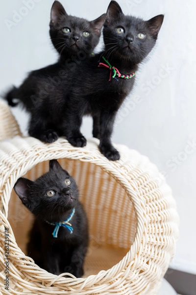 Obraz cat