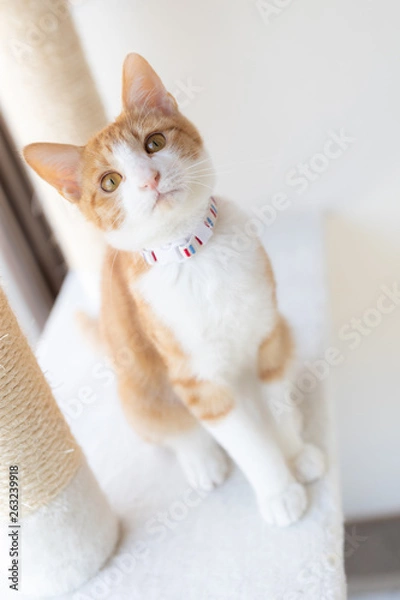 Obraz cat