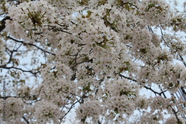 Fototapeta 아름다운 봄꽃들