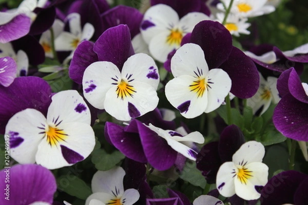 Fototapeta 아름다운 봄꽃들