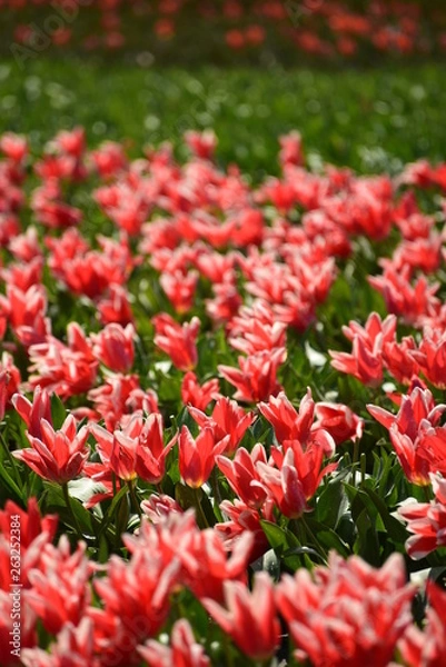 Fototapeta 朝日町春の四重奏