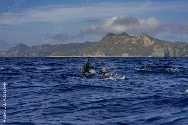 Fototapeta ジャンプするハシナガイルカ　小笠原