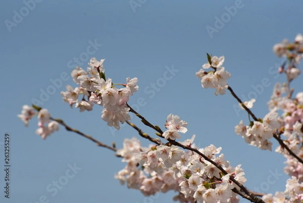 Fototapeta 朝日町春の四重奏