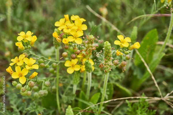 Obraz Lesquerella gordonii, Gordon's Bladderpod Texas Wildflower
