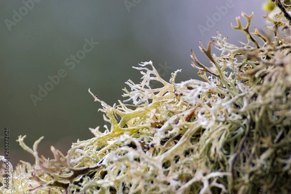 Obraz Lichen en macro