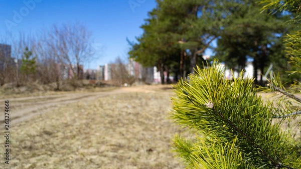 Obraz pine tree park