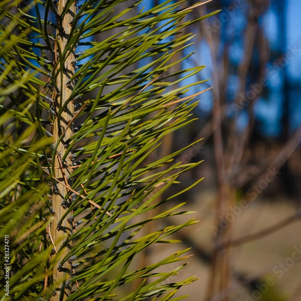 Obraz pine tree park