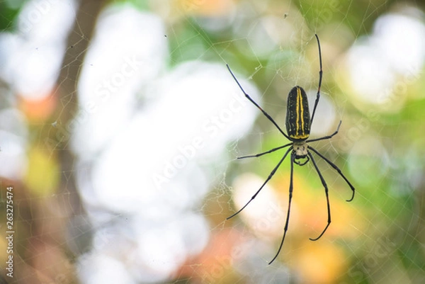 Obraz spider on a web