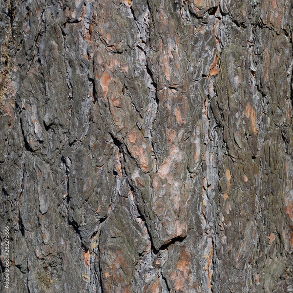 Obraz bark background texture