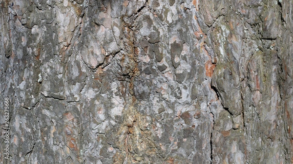 Obraz bark background texture