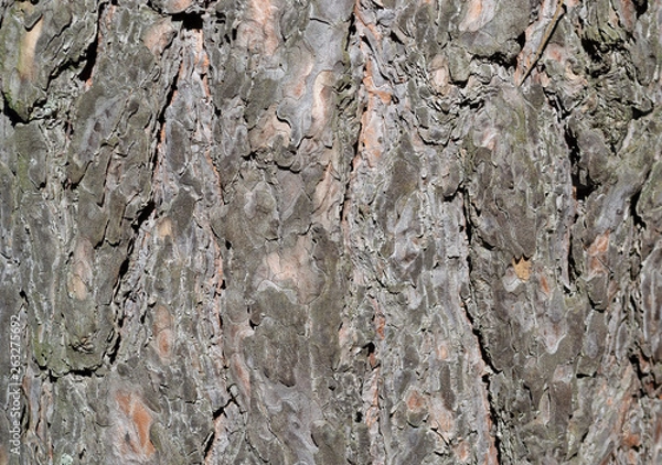 Obraz bark background texture